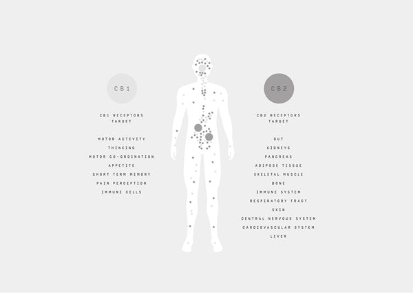 The Endocannabinoid System, Explained