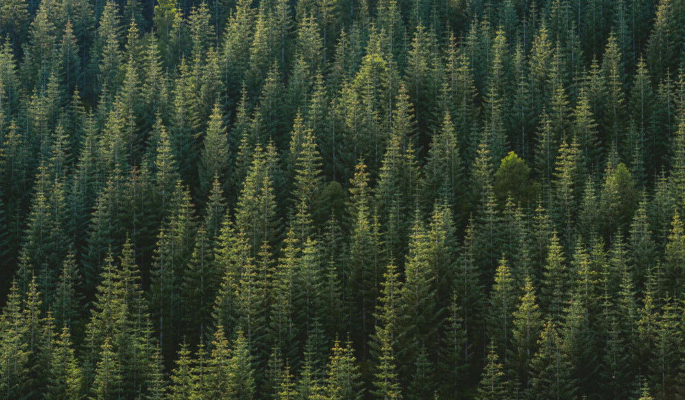 green forest overhead shot of fir trees