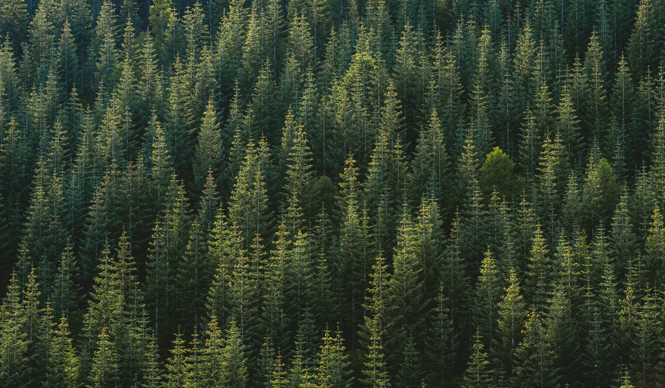 green forest overhead shot of fir trees